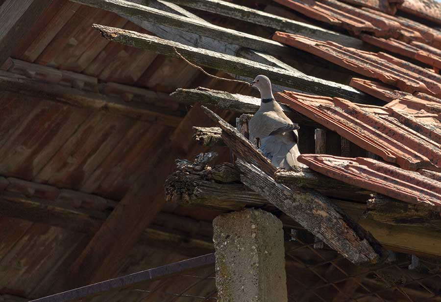 Foto-roman, o grâdnji kumrijskog gnjizda II !!!