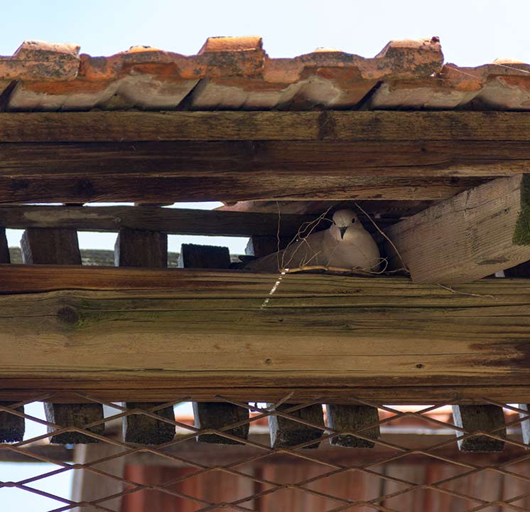 Foto-roman, o grâdnji kumrijskog gnjizda I !!!