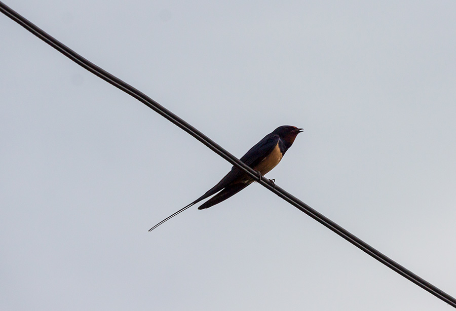 A di su stajale laste..., dok nije bilo žîca...