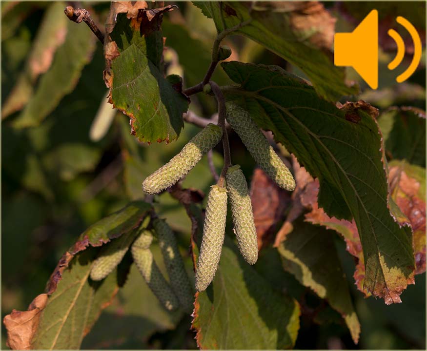 Lešnik je naNovo počo da pûšća mâce !!!