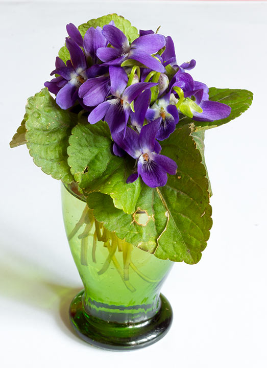 Nema početka proleća..., a brez ljubičîca !!!