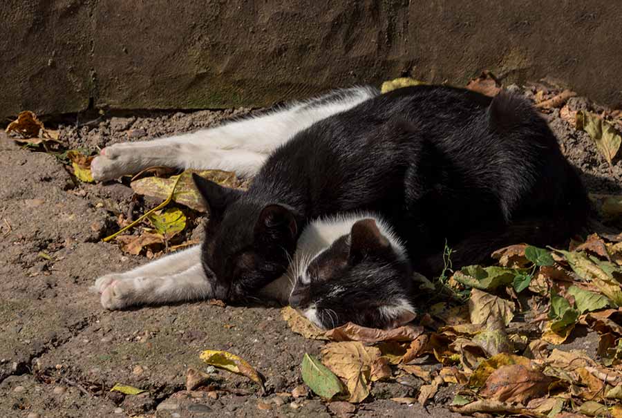 Ala i umedu da uživadu !!!