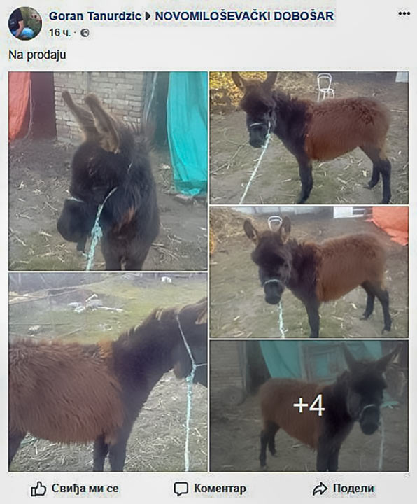 Molčan i Kikinđan, a na novomiloševački dobošar !