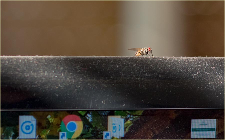 Nemoj da je ubiješ !!!