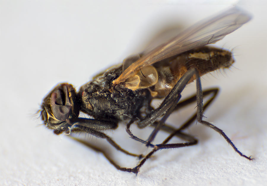 Kanda, ni karlovčanke nisu bolje od beodranki...