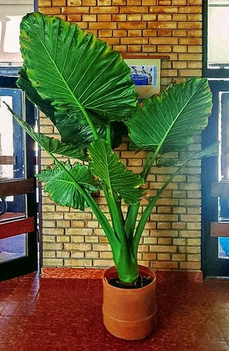 Zimovnik, za Vaše cvećke !!!