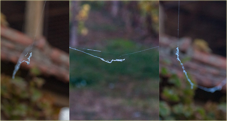 Zórt - pavučina opet leti po luftu !!!