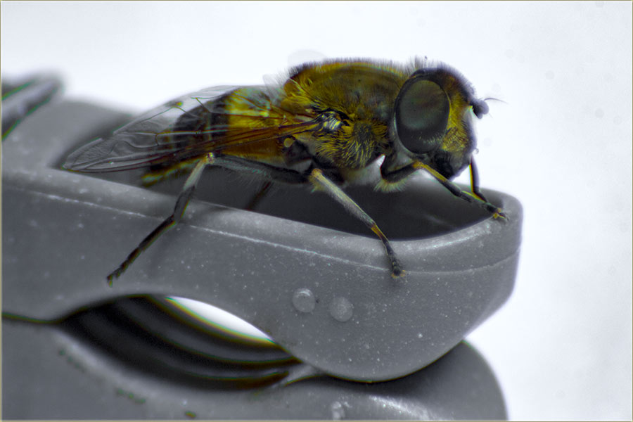 Iznenadni, bliski susret sas pčelom...