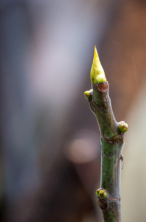 Ima još vesnika proleća !!!