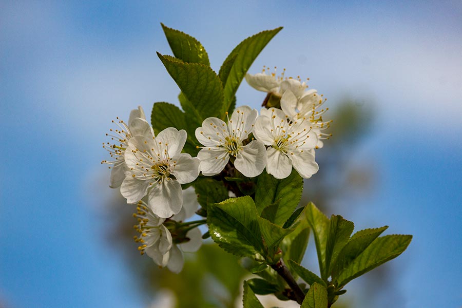 ŠtoGuđ je moglo da se razCveta, razCvetalo se !!!