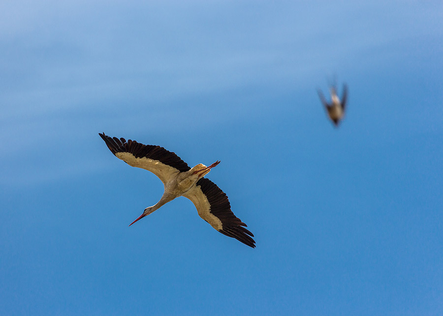 Oero akrobacije kodNâs u Miloševo...