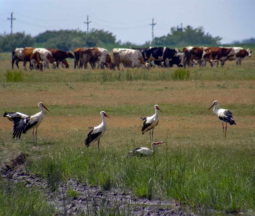 Jučeraske su rode klepetale !!!