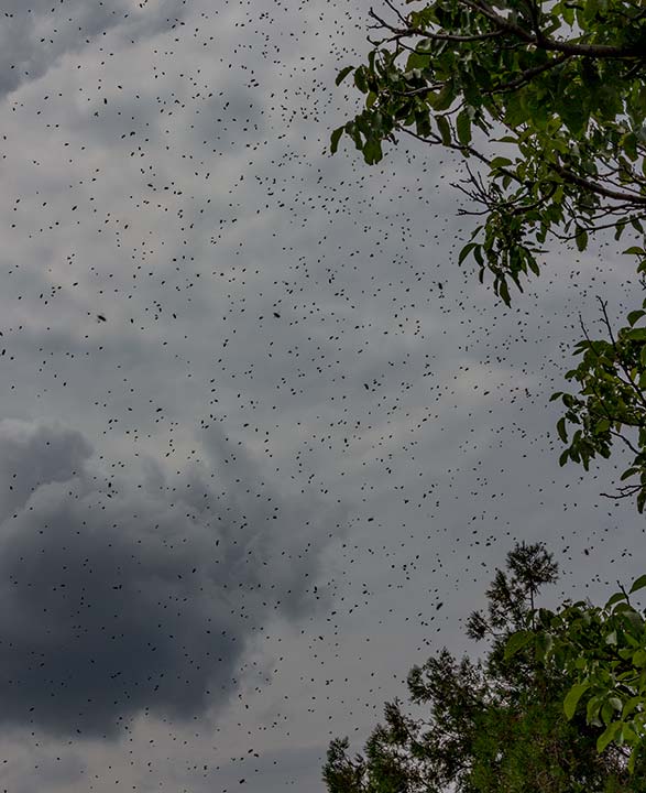 Rôj pčêla nad glâvom !!!