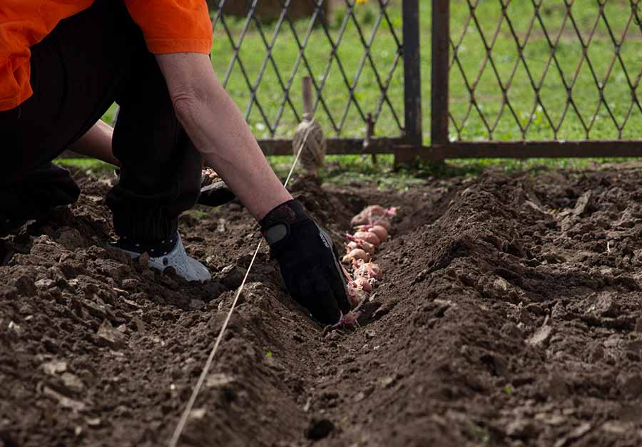 Počela je sâdnja kronpira...