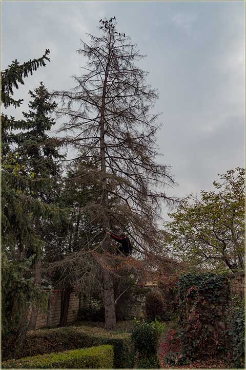 Zoltan jedan čas, struši jêlu !!!