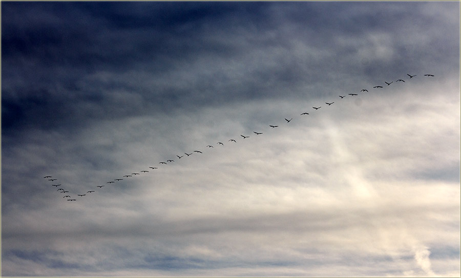 Sivi ždralovi letidu na istok ?!?