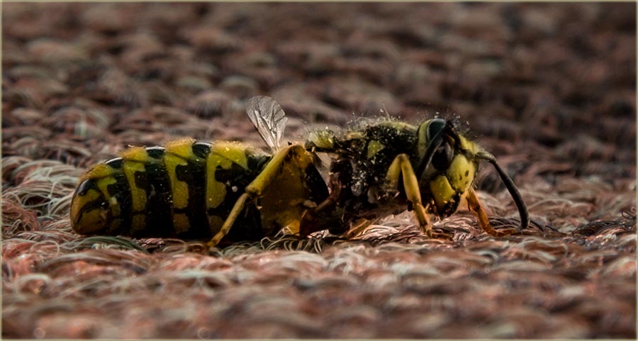 Obratte na pažnju, na stršljenove !!!