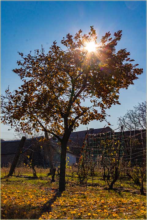 Prvi, ozbiljniji mraz...