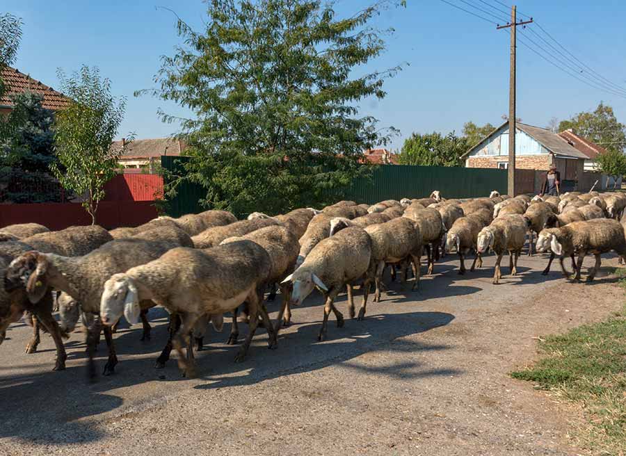 Nije lako ići za ovcama...