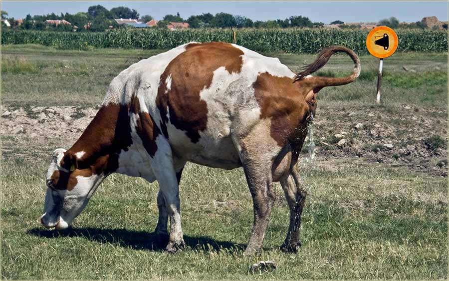 Zabranjeno slikanje !!!