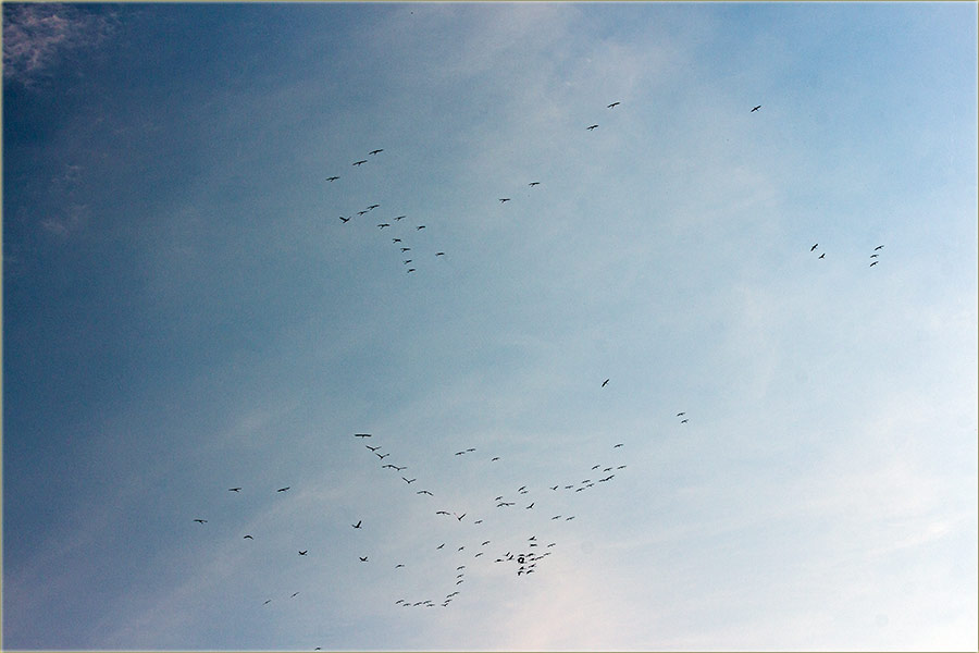 3 u 1..., jata sivi ždralova !!!