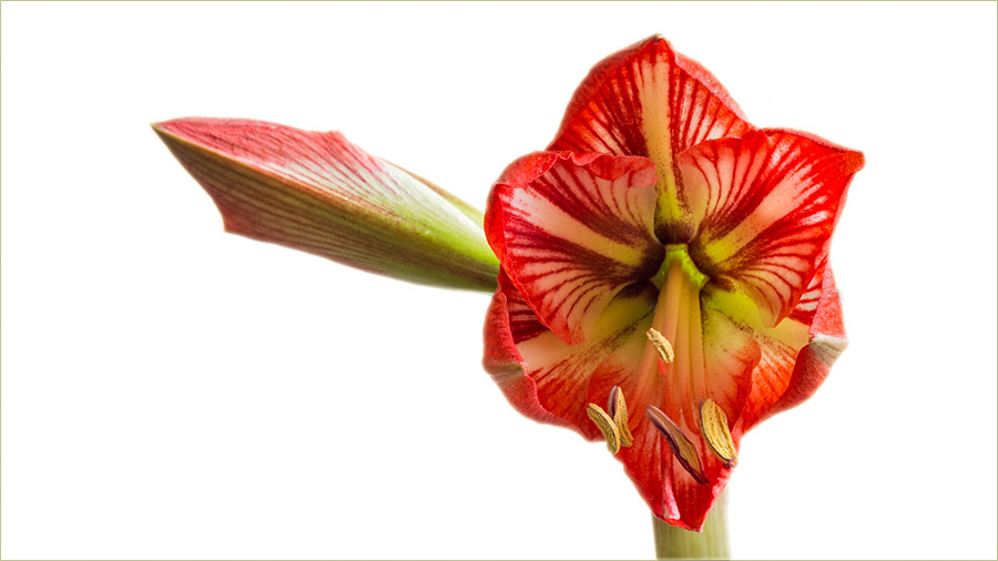 Cvet amarilisa, 2019-te...