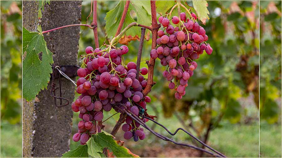 Lekcija sas brânja grožđa, za cêli život !!!