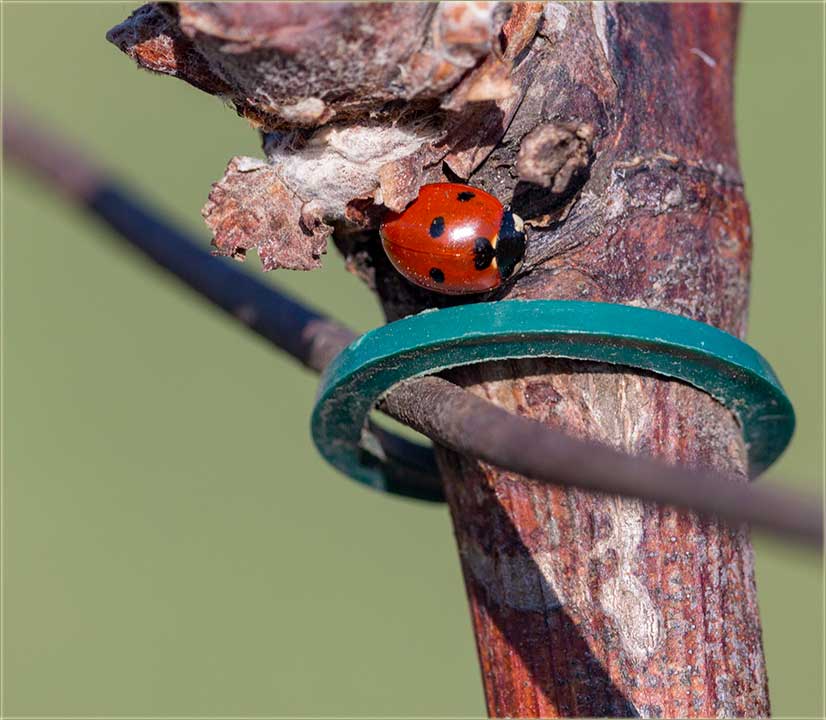 Pojavila se bobaMâra, a kodNâs u Miloševo !!!
