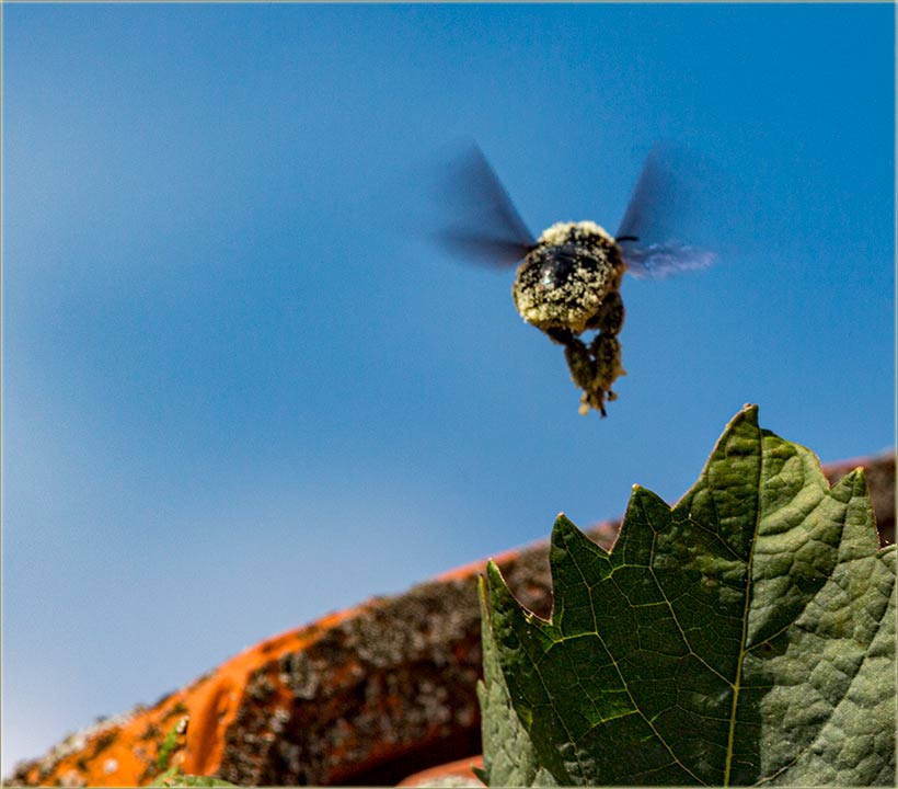 Bumbarov let ( novomiloševački bumbar... )...