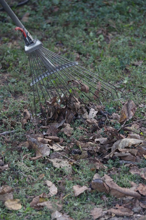 Počela je sizona čišćenja lišća...