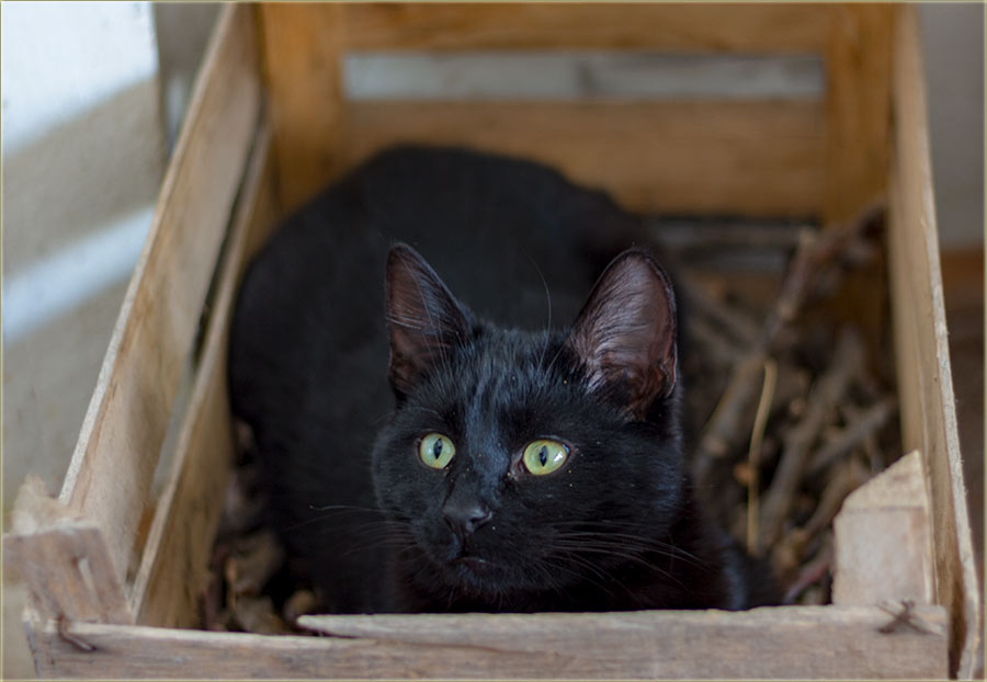 Mačka u džaku..., a ti imaš, mačku u gajbici ?!?