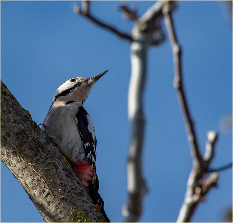 Imam vrednog detlića !!!