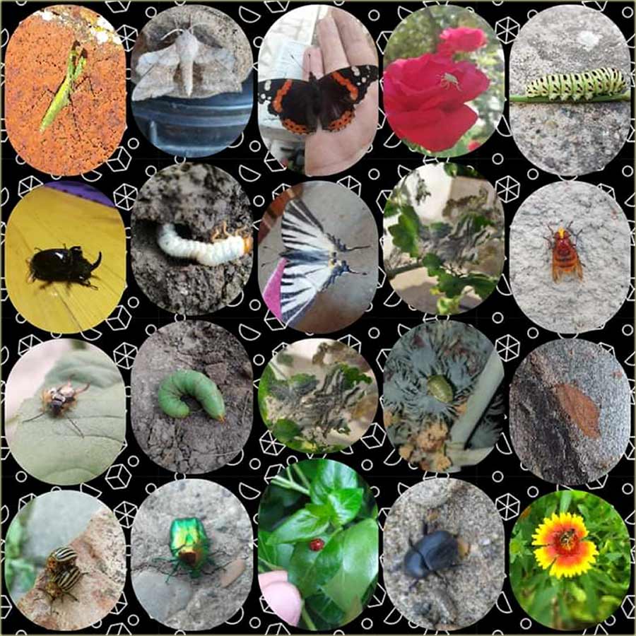 Erikov digitalni insektarijum !!!