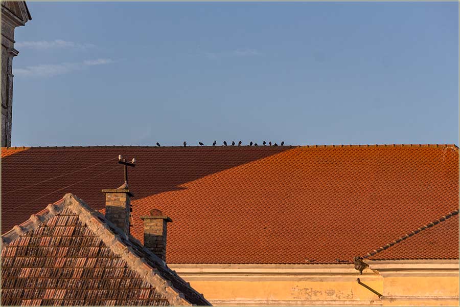 Kad je vrućina i golubovi voledu uLâd !!!