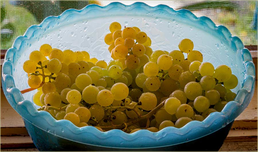 Sazro je julski muskat !!!