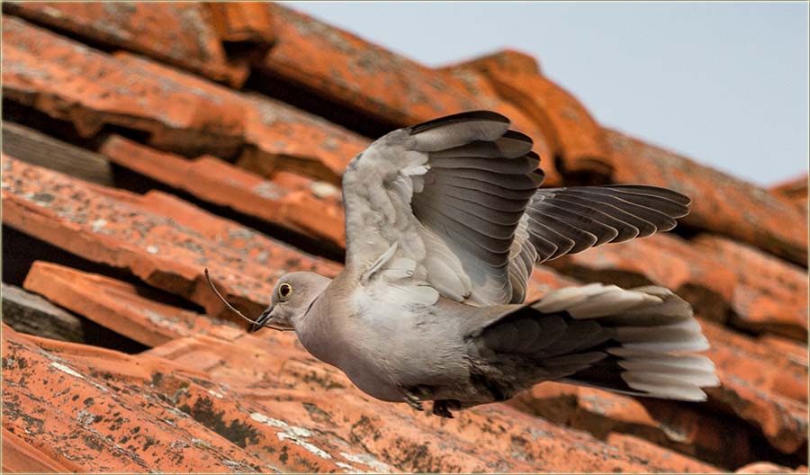 Mir brate..., mir..., divan brate..., divan...