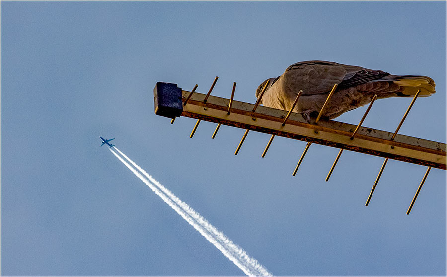 Naše kumrije, se neBojîdu avijona !!!