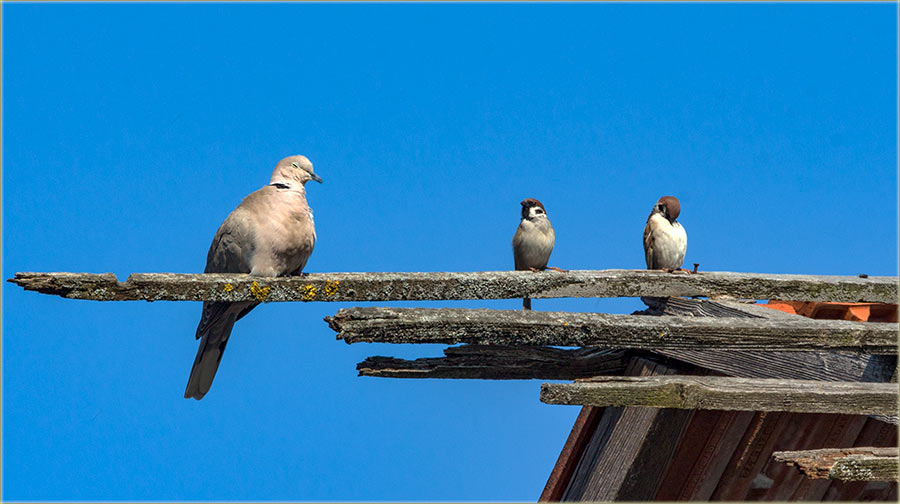 Kad deca nisu besna...