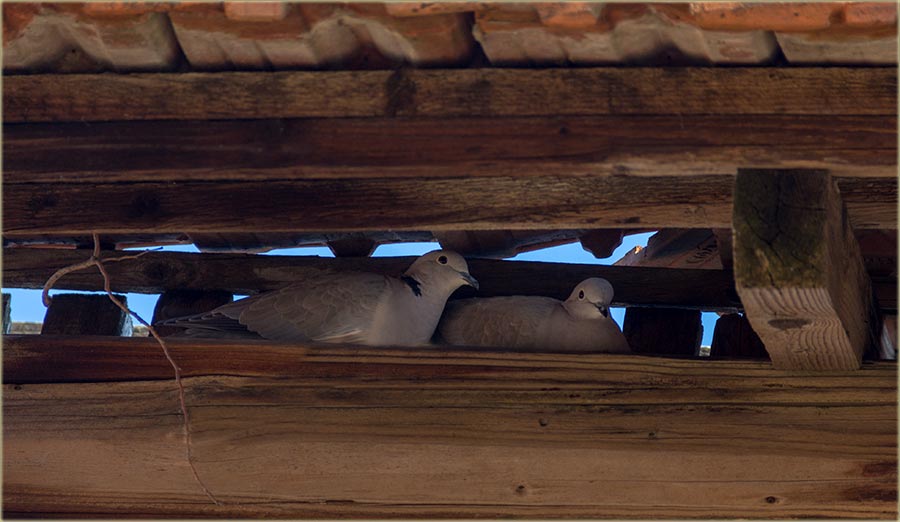 KodNas u Miloševo, kumrije već svijadu gnjizdo !!!