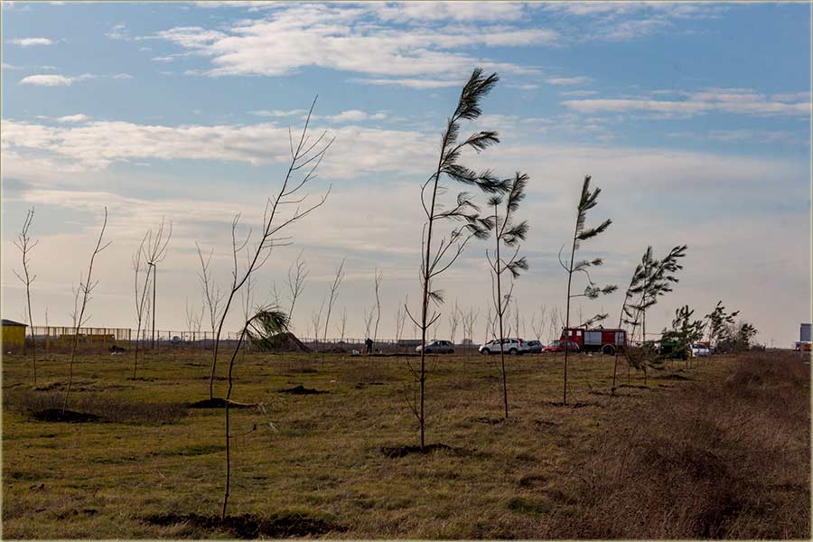 Nov drvored izmeđ Industirjske zone i druma...