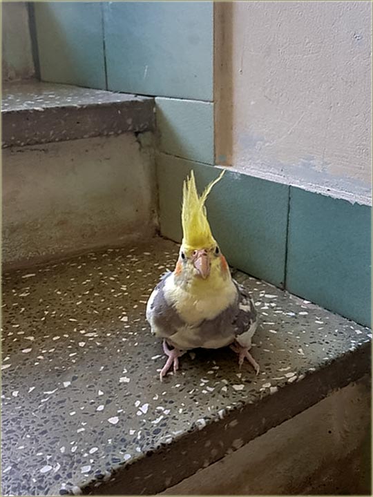 Nađen papagaj, molimo vlasnika da se javi !!!