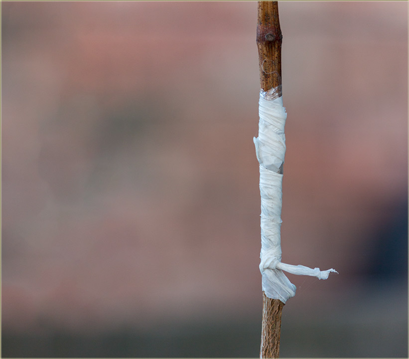 NaRed je došlo i kalemljenje voćaka !!!