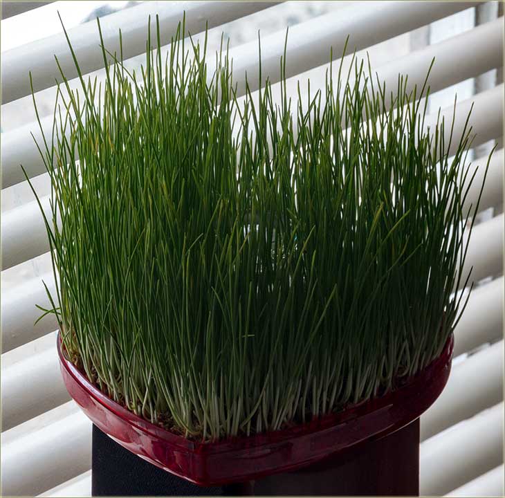 Badnji dân, Badnjo veče, po starim kalendaru...