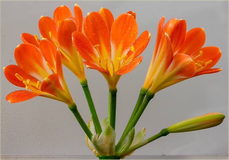 Cvet klivije, uspomena mojoj majci, a od đaka...