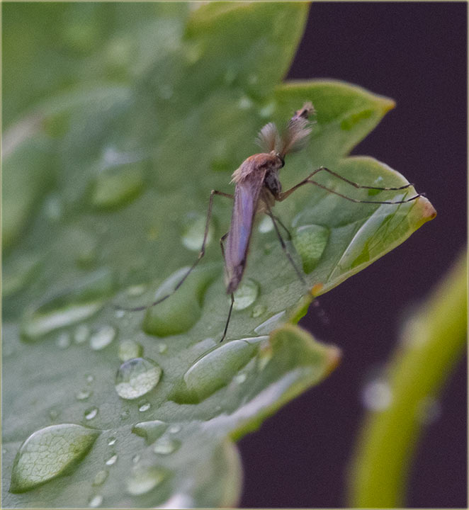 Ako ništa drugo, ove godine će biti komaraca !!!