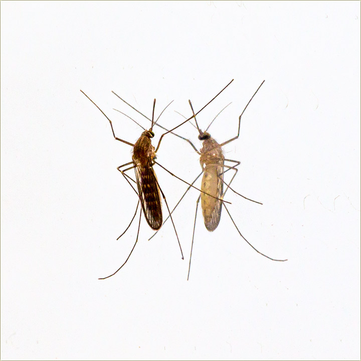 Narcisojidni komarac ( ... il komarica... ) ?!?