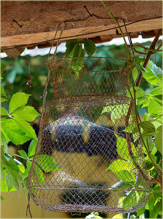 E ovom pecarošu, su baš mokre gaće !!!