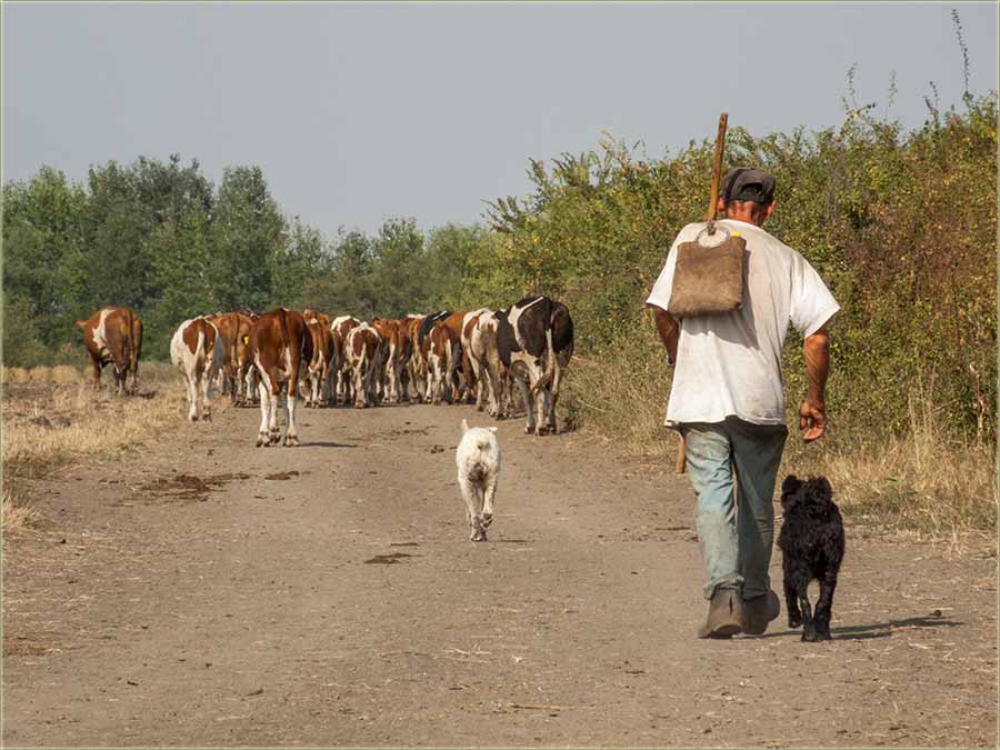 Kako ko, vodi mârvu...