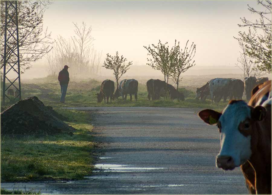 Novomiloševačkim kravama, se kanda crno piše...