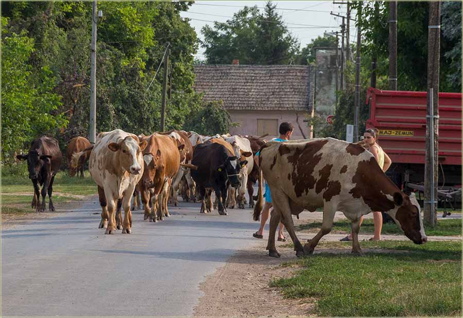 Jel krave i dalje možedu, da idedu na ispašu ?!?